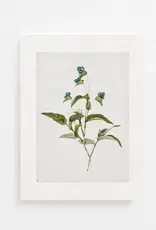 Vintage Botanical Art Print