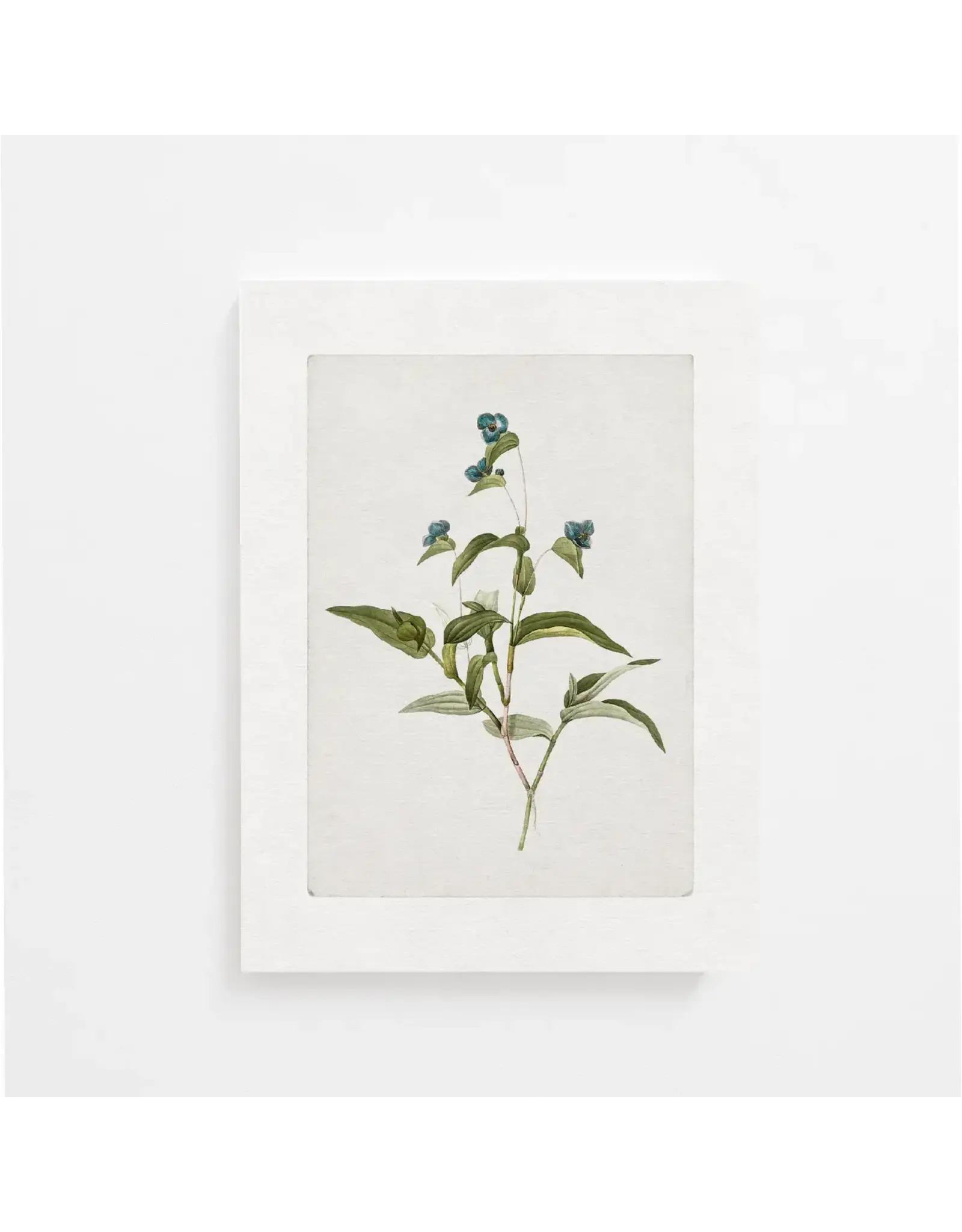 Vintage Botanical Art Print