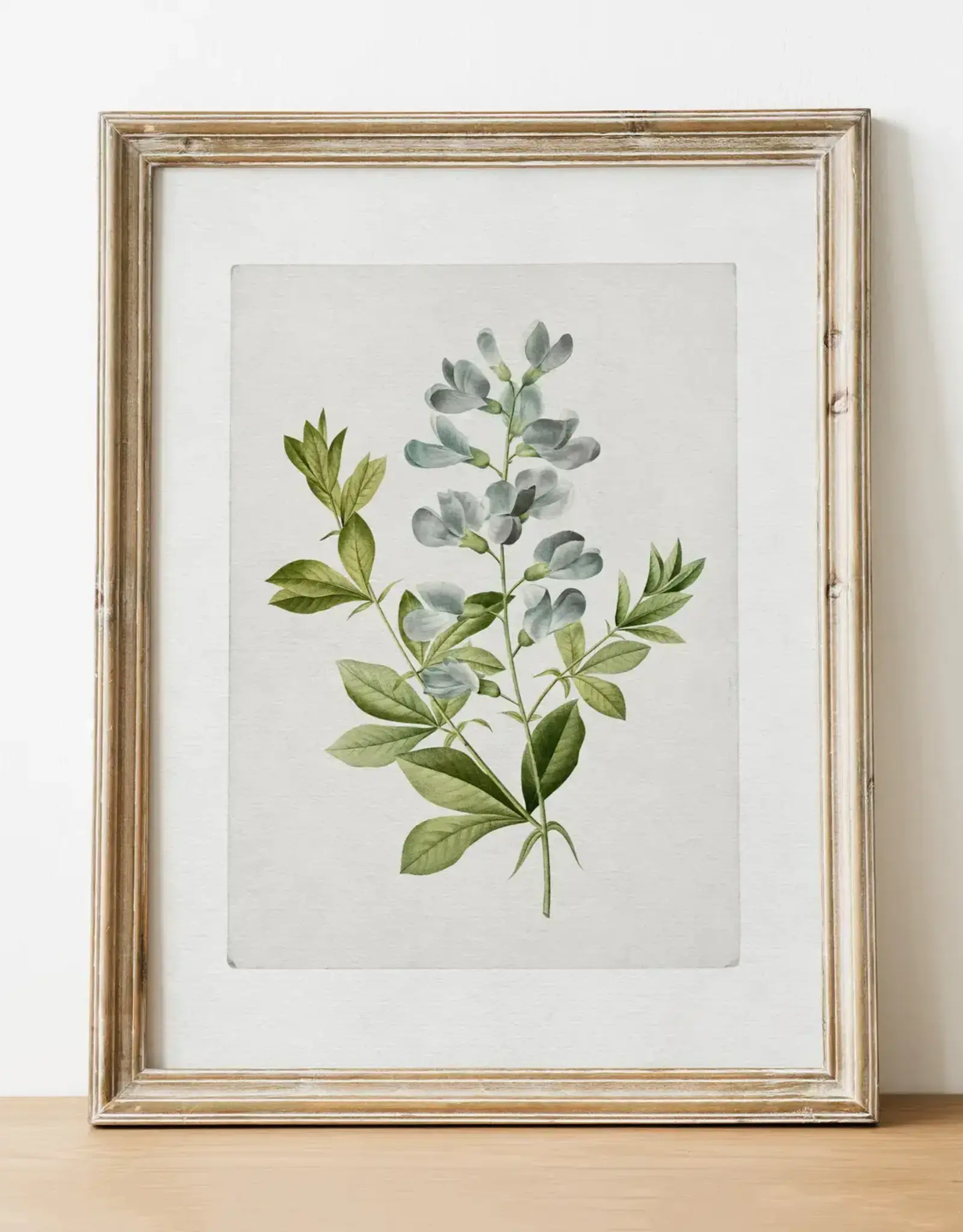 Vintage Botanical Art Print