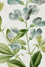 Vintage Botanical Art Print