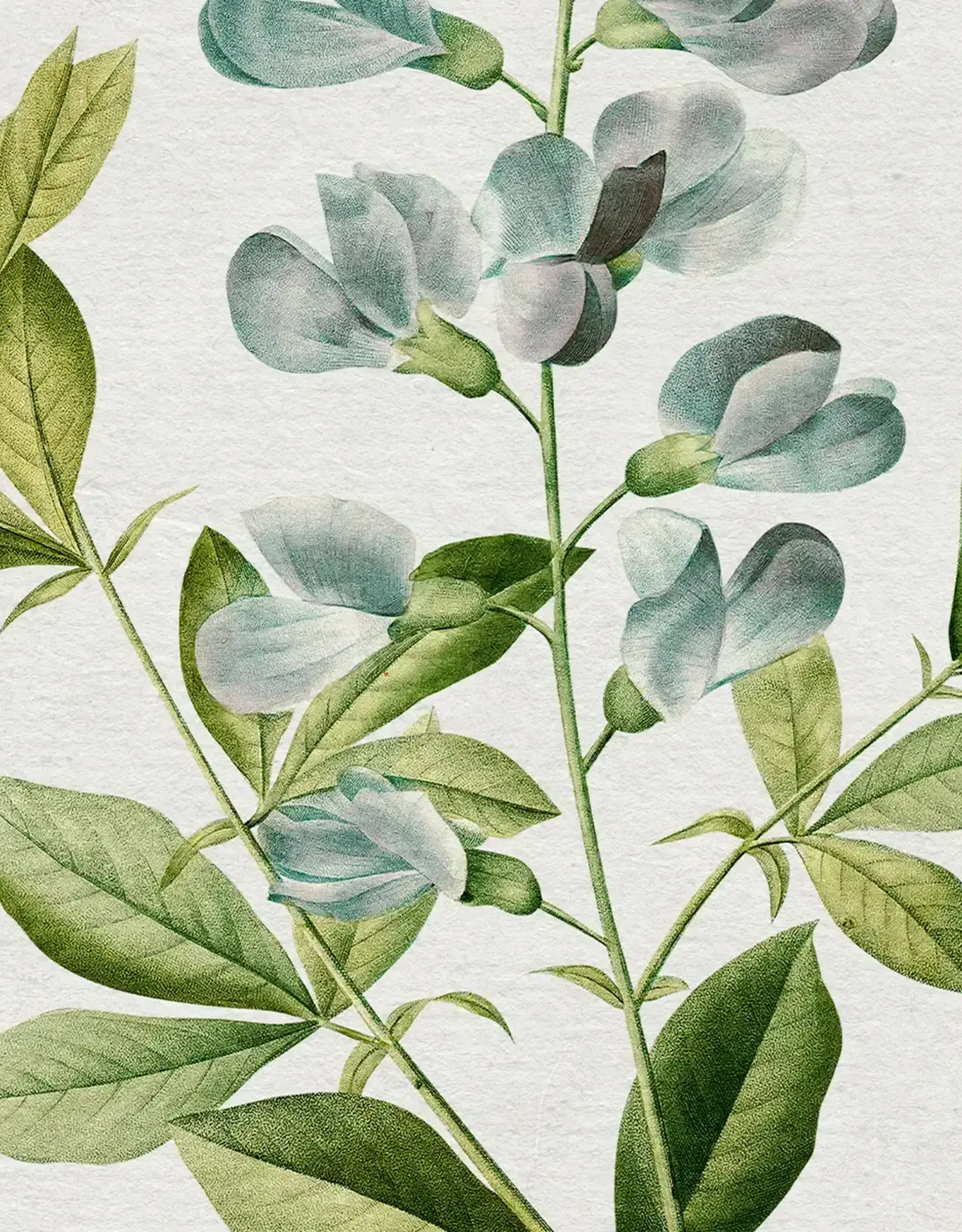 Vintage Botanical Art Print