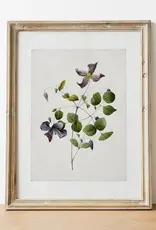 Vintage Botanical Art Print