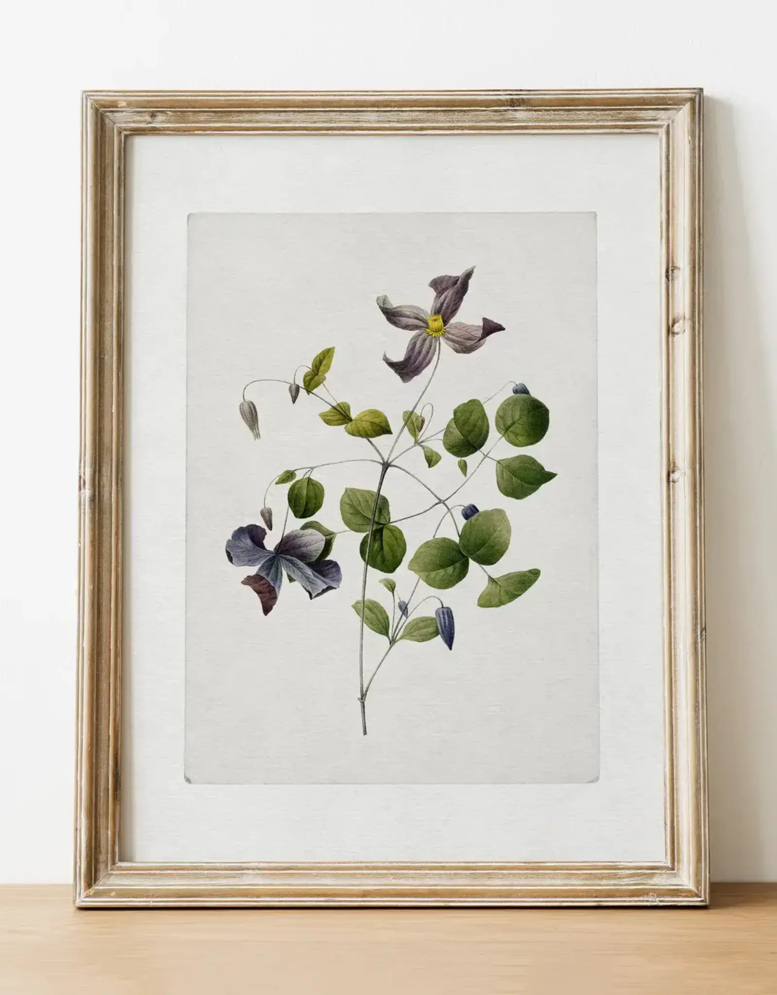 Vintage Botanical Art Print