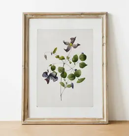 Vintage Botanical Art Print