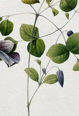 Vintage Botanical Art Print