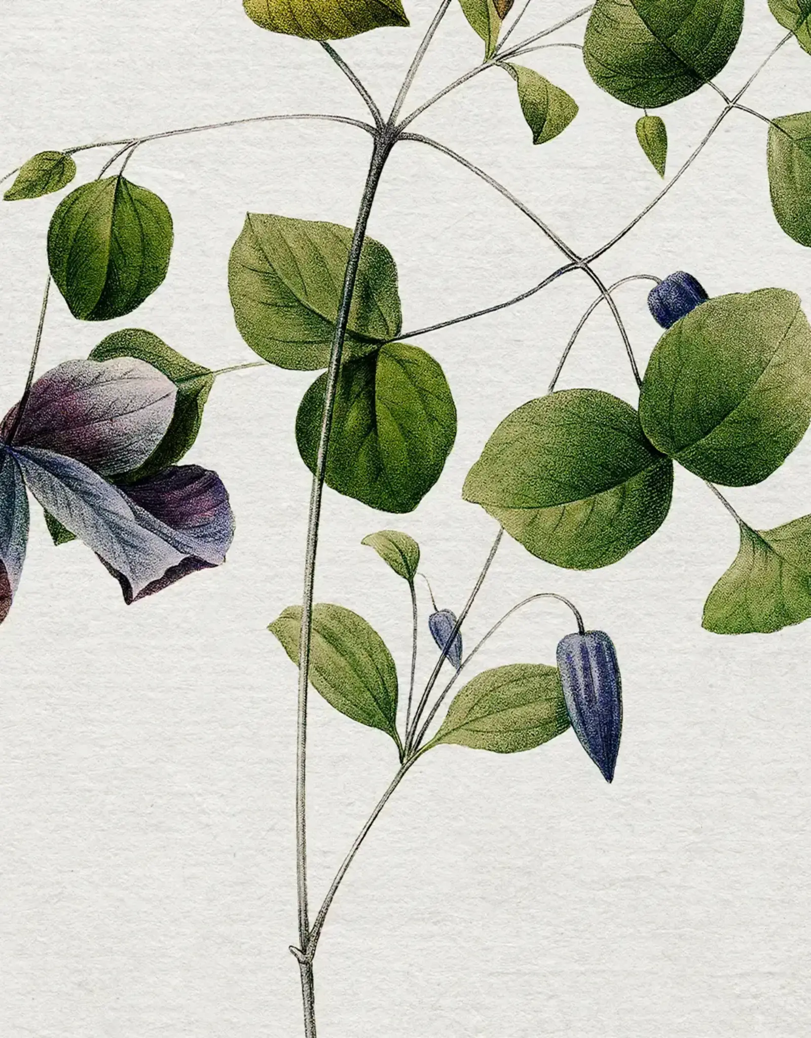 Vintage Botanical Art Print