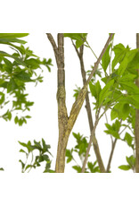 Faux Pieris Tree 9.5 ft