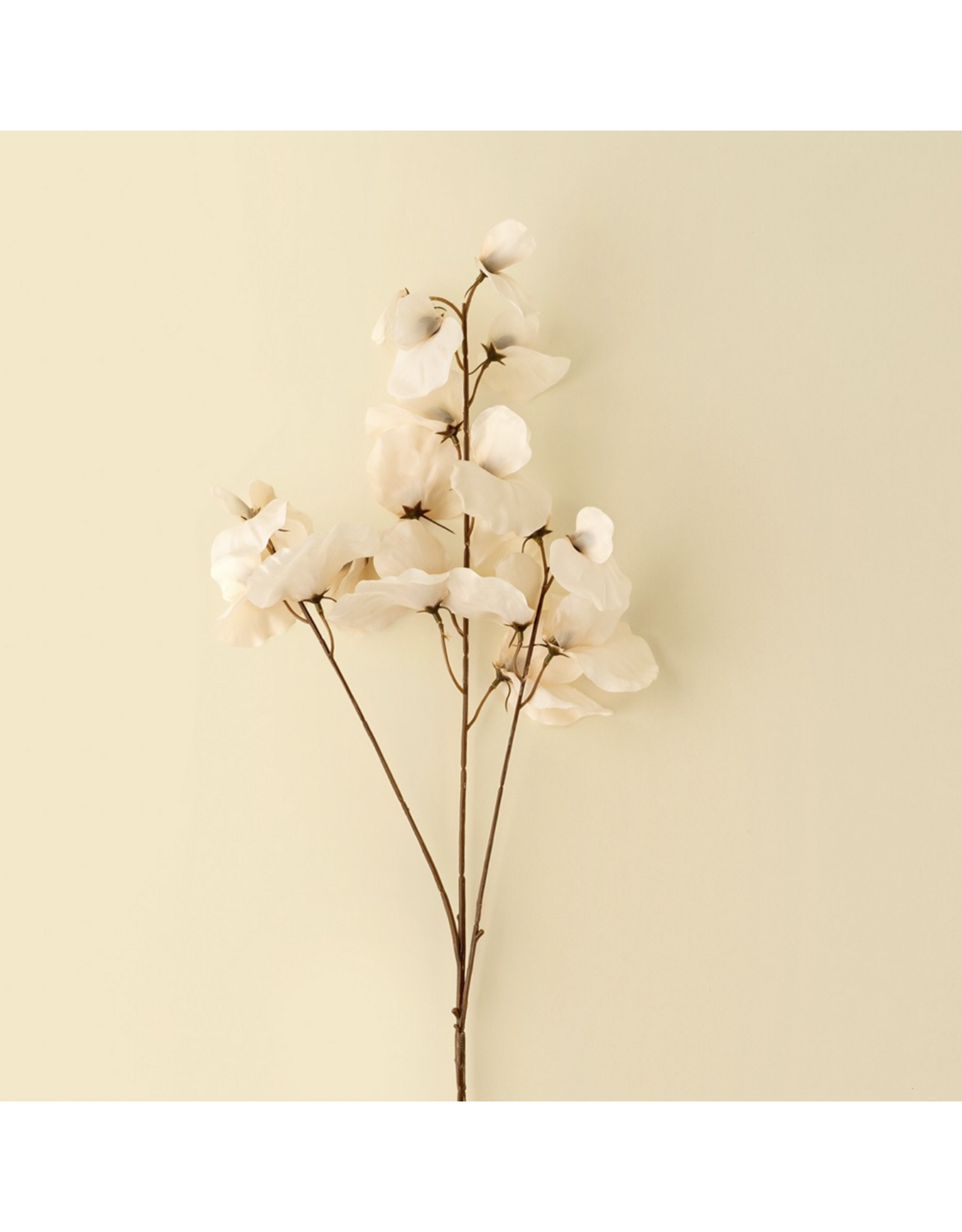 Sweet Pea Stem - White