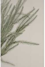 Norway Spruce Sprig