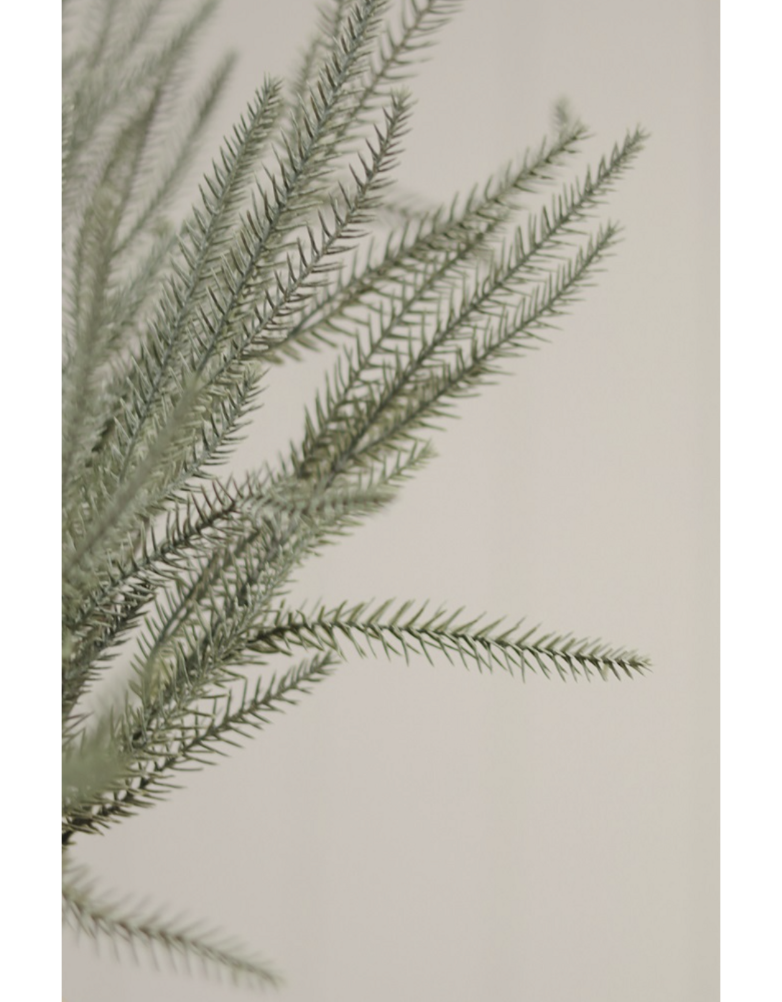 Norway Spruce Sprig