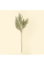 Norway Spruce Sprig