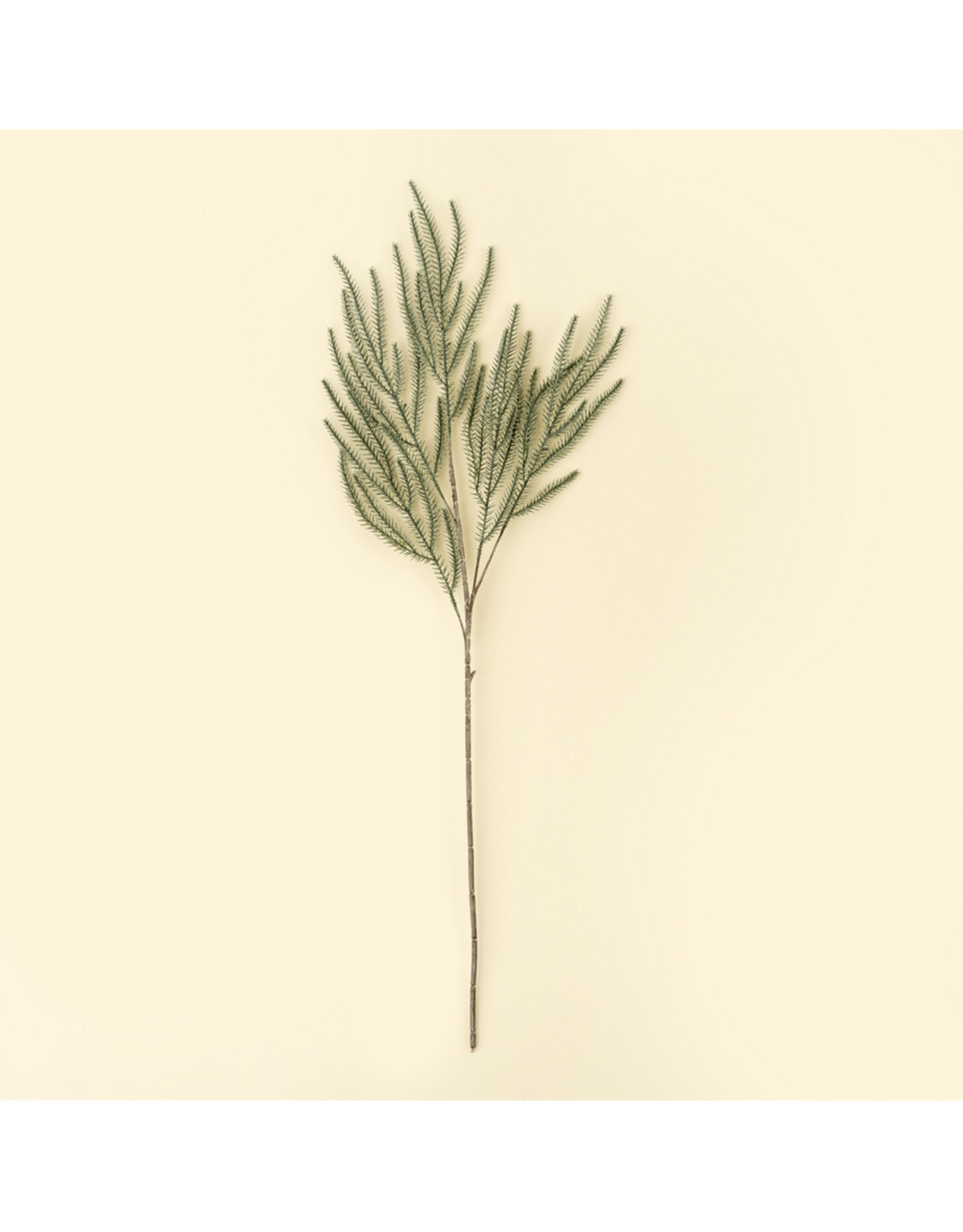 Norway Spruce Sprig
