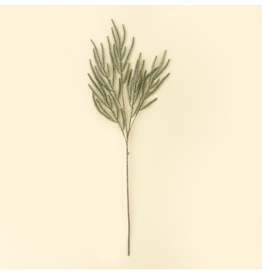 Norway Spruce Sprig