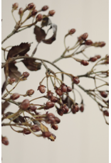 Hipericum Spray