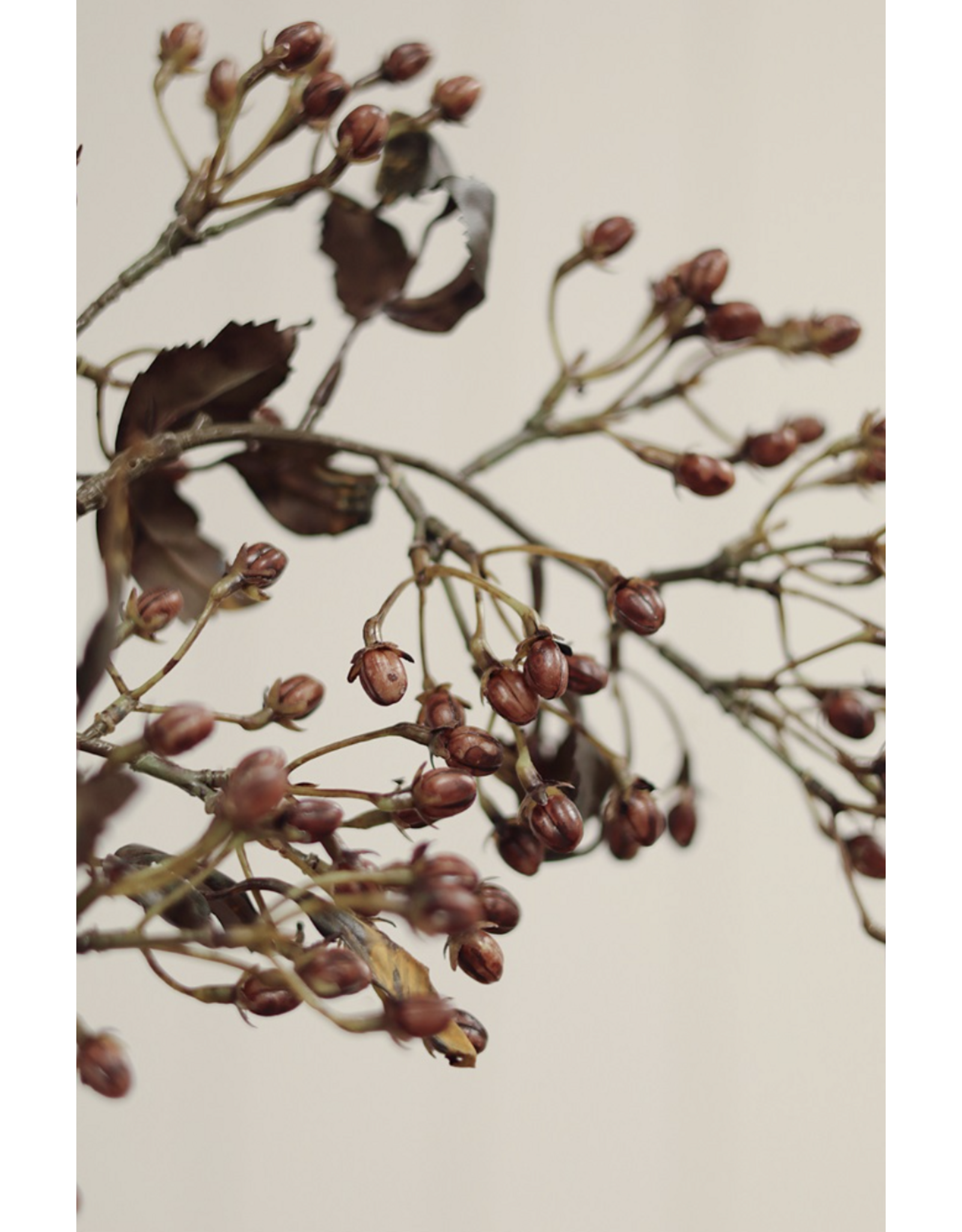 Hipericum Spray