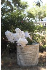 Hydrangea Paniculata Stem