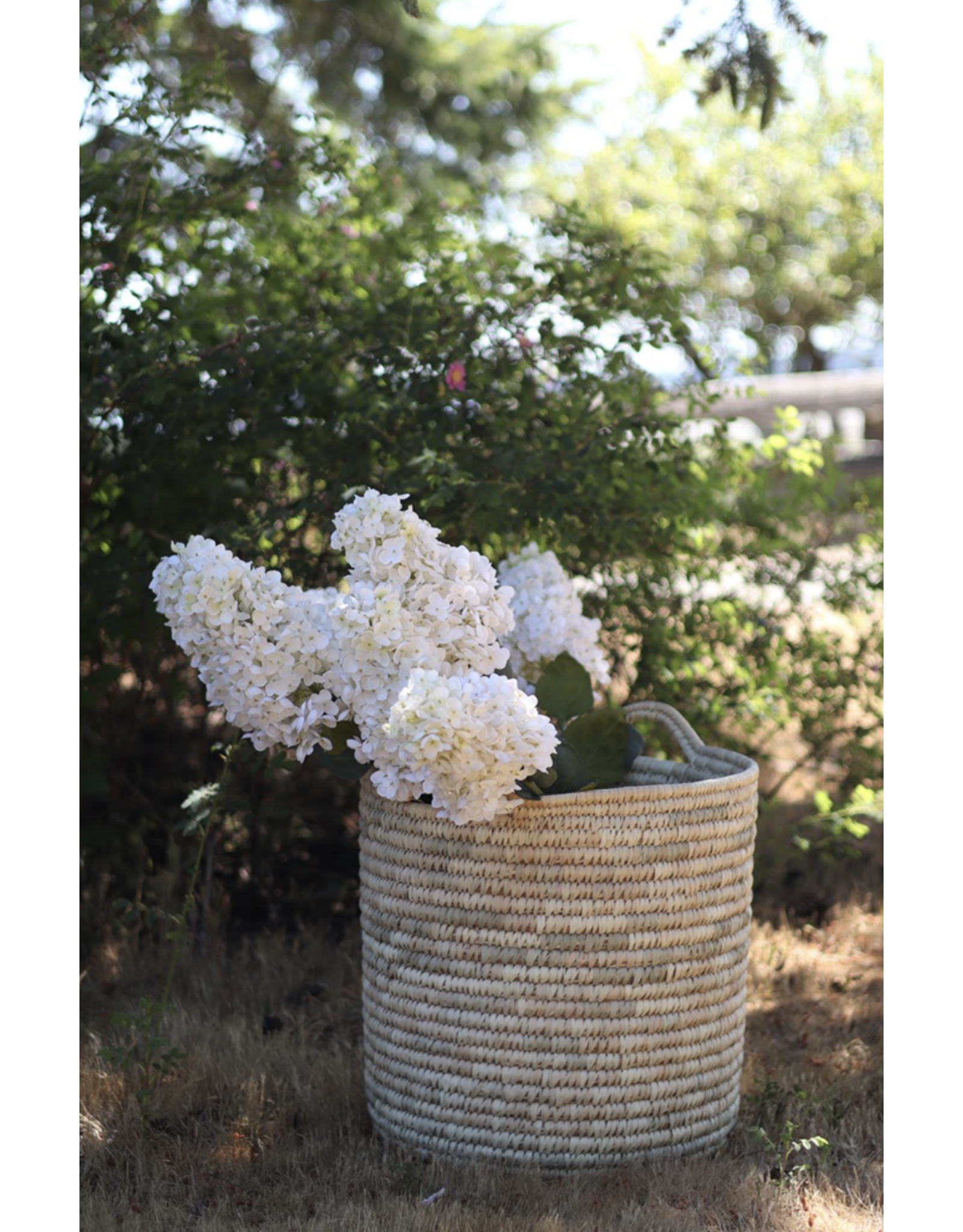 Hydrangea Paniculata Stem