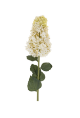 Hydrangea Paniculata Stem