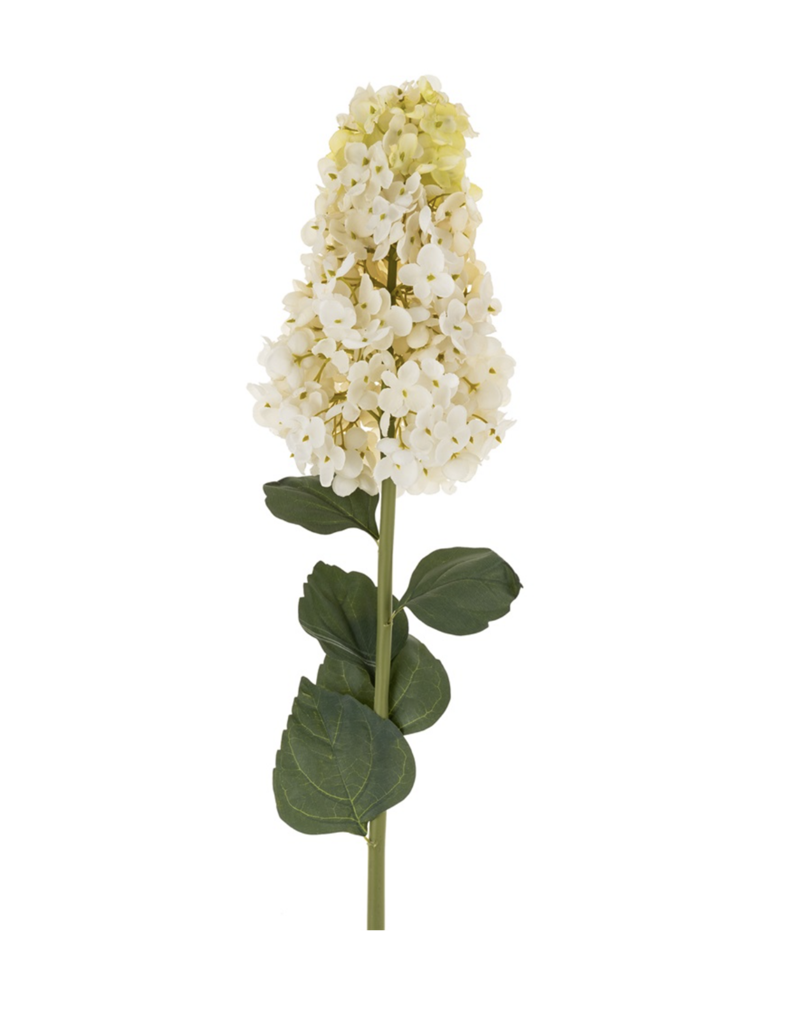 Hydrangea Paniculata Stem