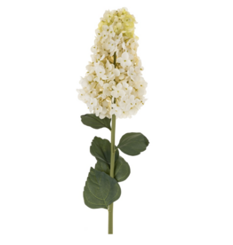 Hydrangea Paniculata Stem