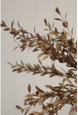 Willow Leaf Spray, Harvest