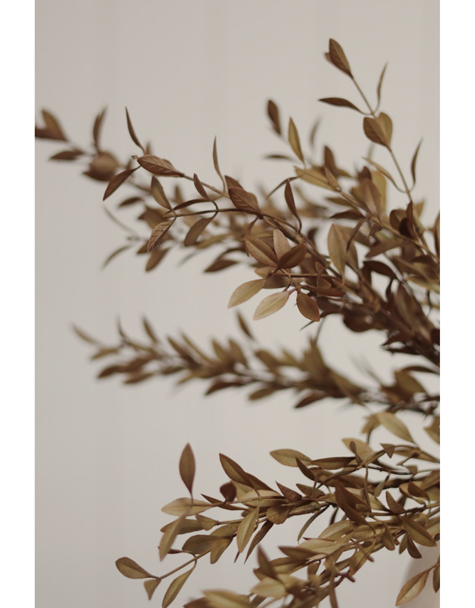 Willow Leaf Spray, Harvest