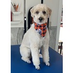 Peak K9 Wellness Oilers Bandanna