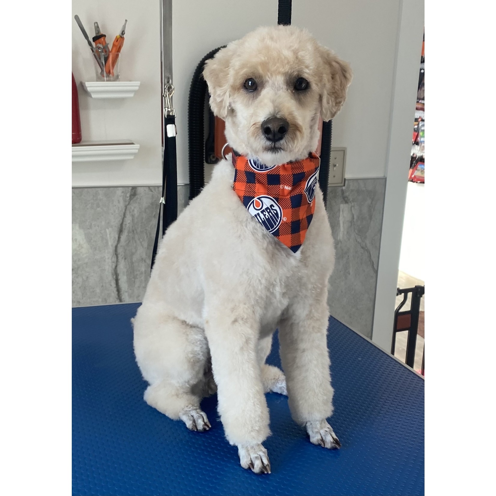 Peak K9 Wellness Oilers Bandanna