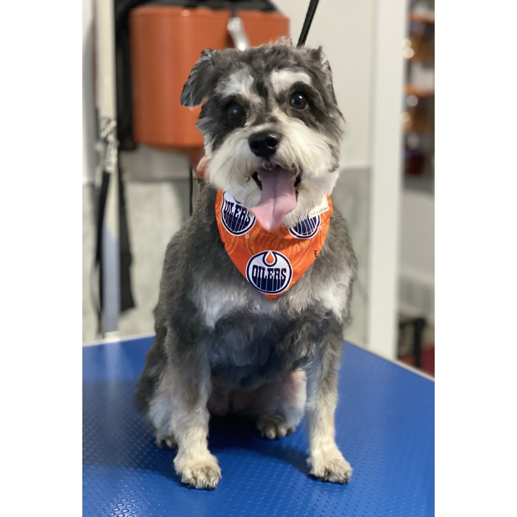 Peak K9 Wellness Oilers Bandanna