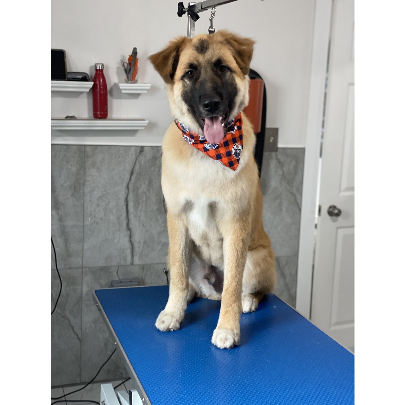 Peak K9 Wellness Oilers Bandanna