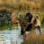 MOOSE