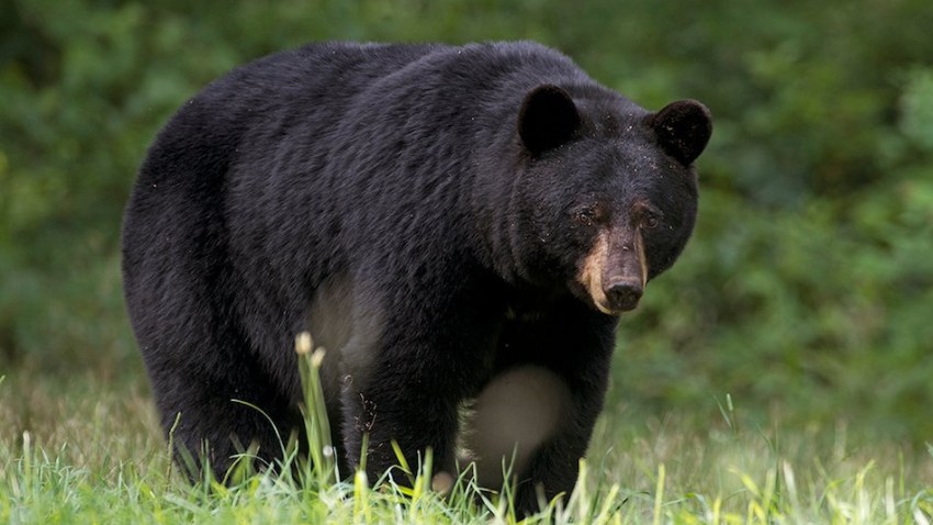 Maximisez vos chances de récolter un gros ours mature