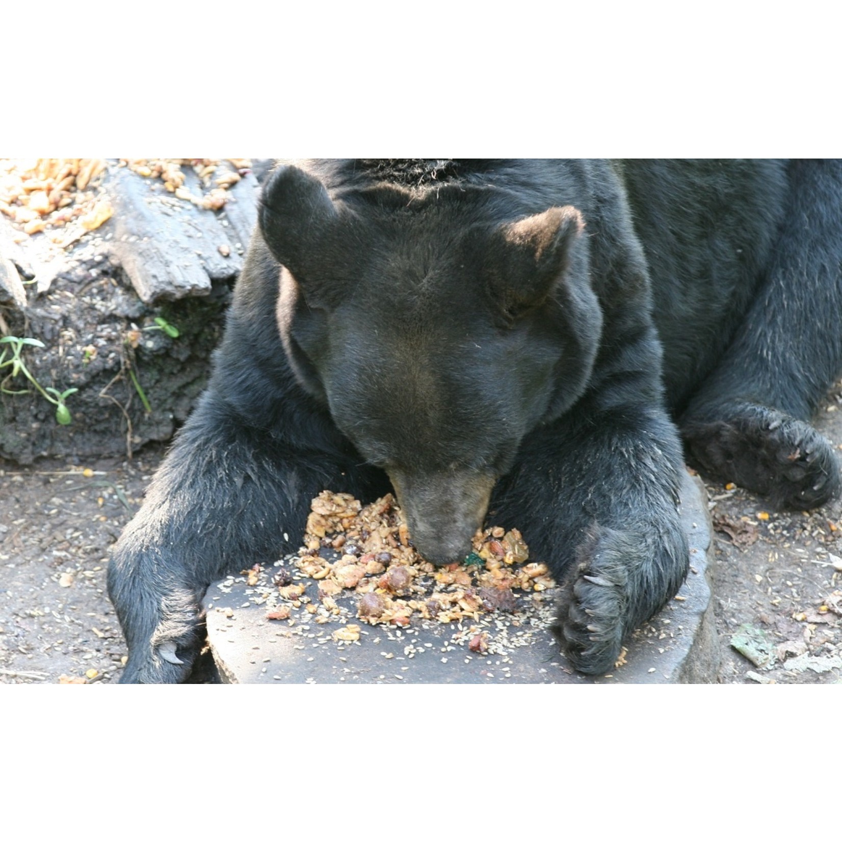 Pro-Porc Appât pour ours - 1 boîte 70 lbs/32kg