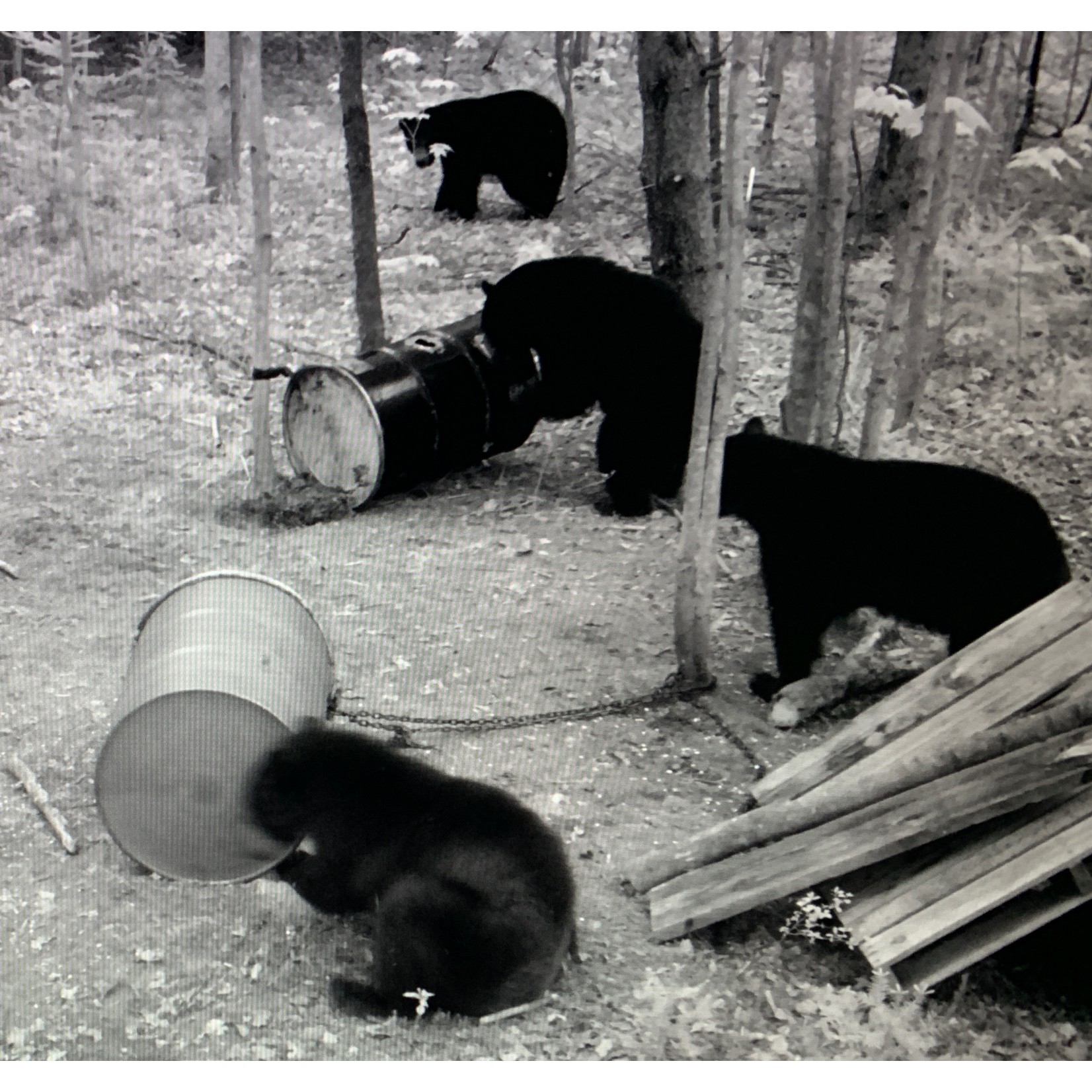 Pro-Porc Bear Bait - 1 box 70lbs/32kg