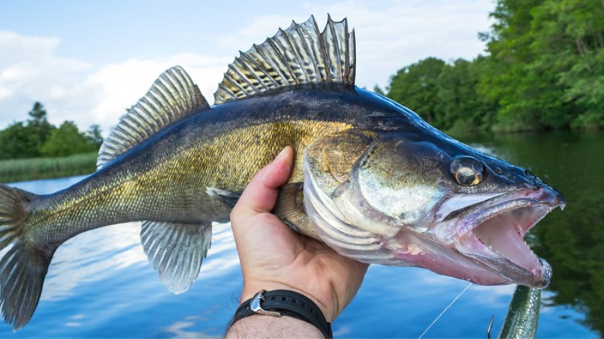 LE BLOGUE DU PÊCHEUR - Mastering Walleye Fishing: Essential Gear