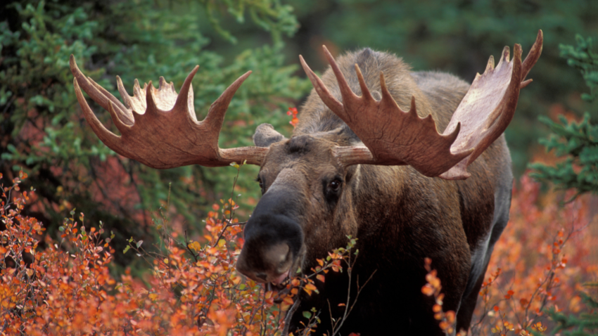 Top 10 éléments essentiels pour la chasse à l'orignal à l'arc