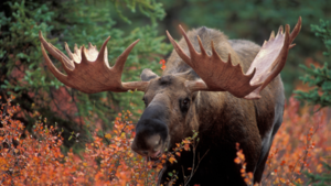 Top 10 Essential Items for Archery Moose Huntings