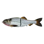 Synch Fishing Synch Fishing Artisan Glide 180