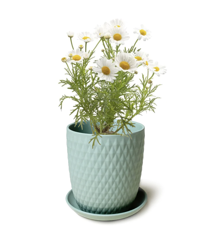 Virago Olive Planter