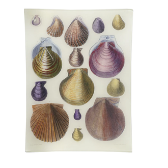 John Derian Scallops LXII Tray
