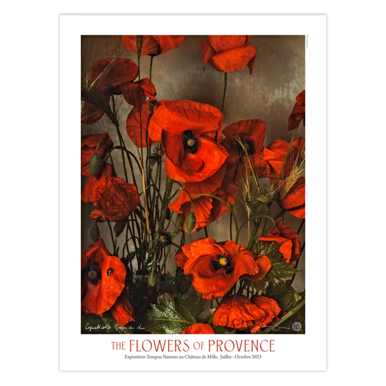 Jamie Beck Red Poppies of May Poster
