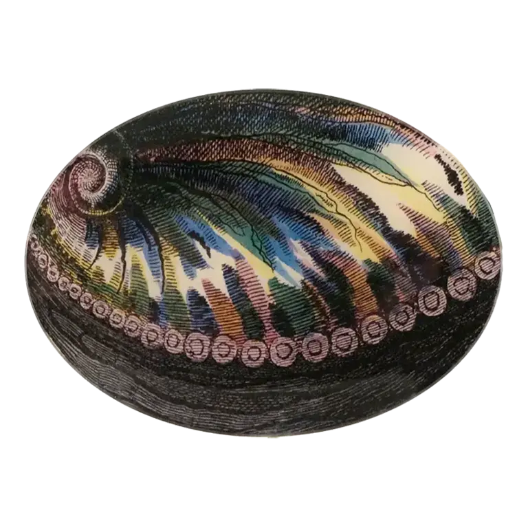 Abalone 5x7" Oval