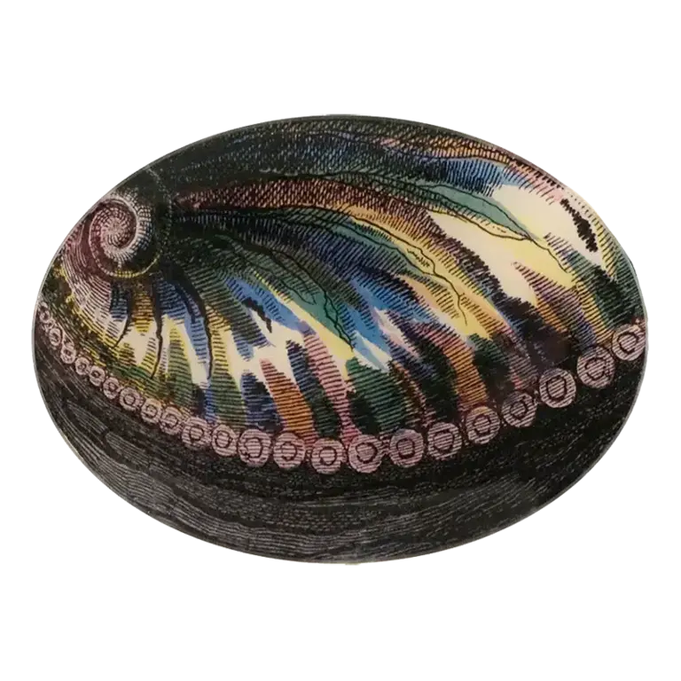 John Derian Abalone 5x7" Oval