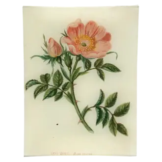 John Derian Dog Rose Tray