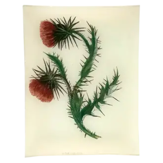 John Derian Musk Thistle Tray