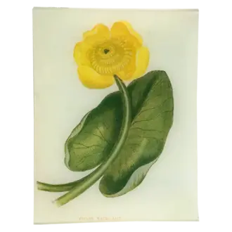John Derian Yellow Water Lily Tray John Derian Yellow Water Lily Tray