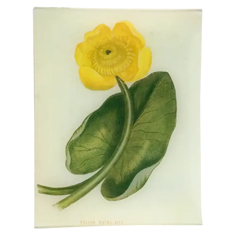 John Derian Yellow Water Lily 8 x 10.5" Tray
