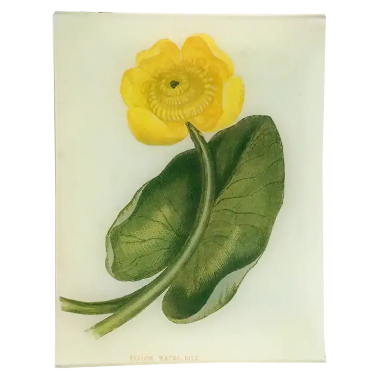 Yellow Water Lily 8 x 10.5" Tray