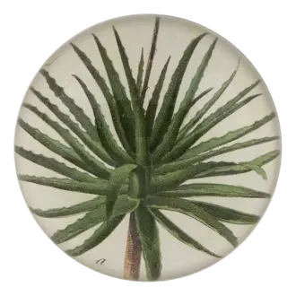 John Derian Aloe Dome Paperweight