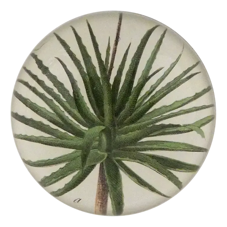 Aloe Dome Paperweight